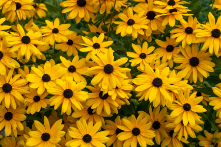 Bild-Nr: 12936899 wunderschöne Rudbeckia Erstellt von: volker heide