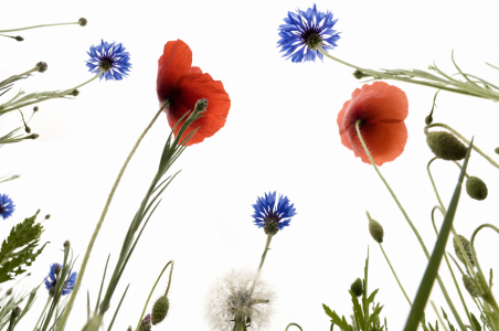 Bild-Nr: 12937147 Kornblumen 2 Erstellt von: danielschoenen