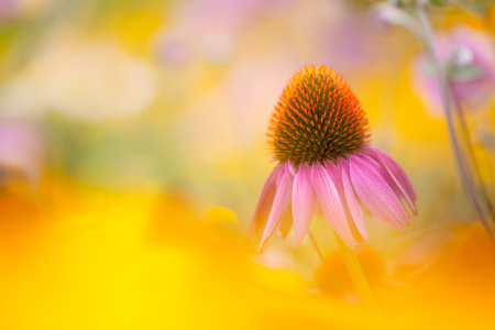 Bild-Nr: 12937156 Sonnenhut - Echinacea  Erstellt von: Daniela Beyer