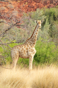 Bild-Nr: 12937290 Giraffe in Namibia Erstellt von: DirkR
