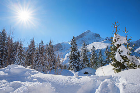 Bild-Nr: 12937441 Winterwald und Alpspitze Erstellt von: SusaZoom