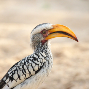 Bild-Nr: 12937627 Gelbschnabeltoko Erstellt von: DirkR