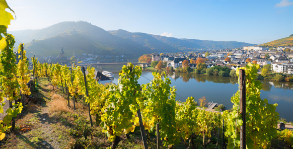 Bild-Nr: 12937832 Weinberge Bernkastel-Kues an der Mosel Erstellt von: SusaZoom