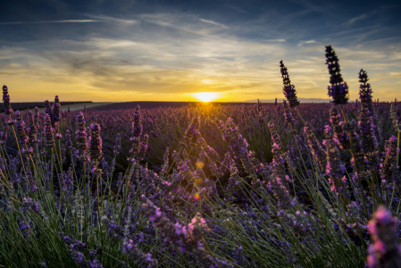 Bild-Nr: 12937957 Lavendelfeld 1 Erstellt von: danielschoenen