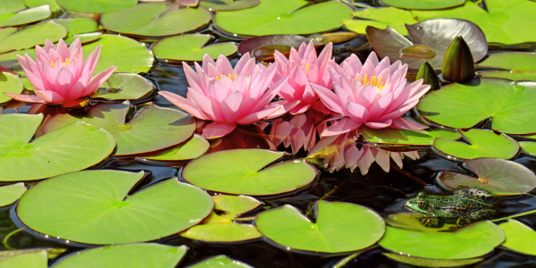 Bild-Nr: 12938089 Seerosen Erstellt von: Atteloi