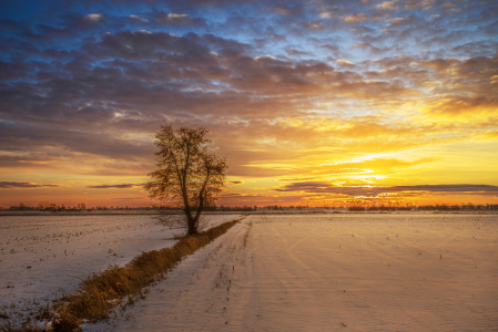 Bild-Nr: 12938122 Golden Winter Horizon Erstellt von: Tanja Riedel