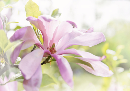 Bild-Nr: 12938133 Zarte Magnolienblüte Erstellt von: SusaZoom