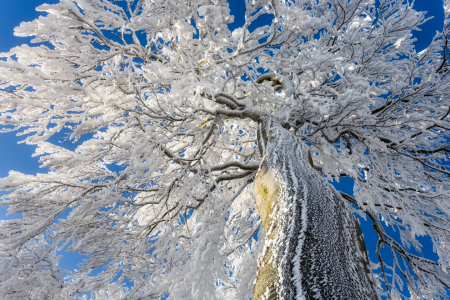 Bild-Nr: 12938157 vereiste Baumkrone Erstellt von: Daniela Beyer
