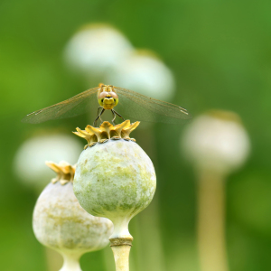 Bild-Nr: 12938234 Libelle Erstellt von: Atteloi