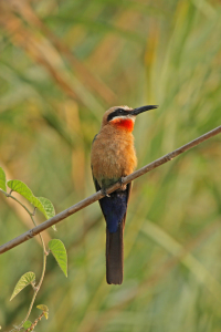 Bild-Nr: 12938442 Weißstirnbienenfresser Erstellt von: DirkR