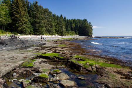 Bild-Nr: 12938586 Botanical Beach auf Vancouver Island Erstellt von: DirkR