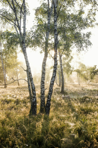 Bild-Nr: 12939002 Heide 4 Erstellt von: danielschoenen