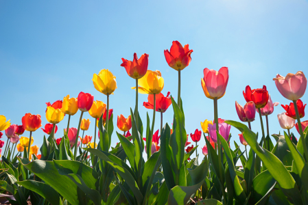 Bild-Nr: 12939721 Tulpen im Gegenlicht Erstellt von: SusaZoom
