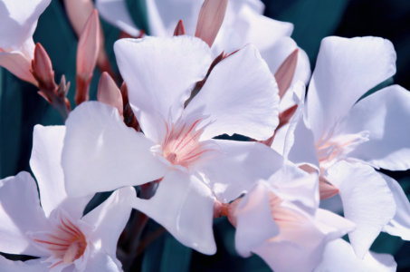 Bild-Nr: 12939865 Oleander Erstellt von: Atteloi