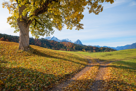 Bild-Nr: 12940392 Herbst im Werdenfelser Land Erstellt von: SusaZoom