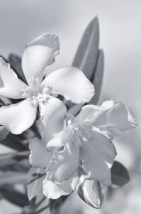 Bild-Nr: 12940394 Oleander Erstellt von: Atteloi