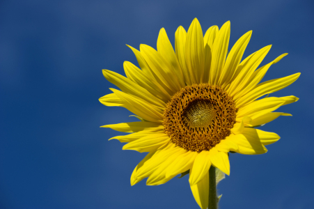 Bild-Nr: 12940434 Sonne 5 Erstellt von: danielschoenen