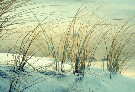 Bild-Nr: 12940541 Dünengras im Winter Erstellt von: GUGIGEI