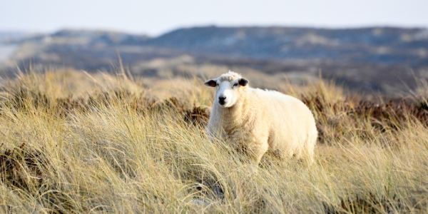 Bild-Nr: 12940544 Deichschaf Erstellt von: GUGIGEI