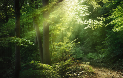 Bild-Nr: 12944308 Malerische Waldszene mit magischen Lichtstrahlen Erstellt von: Smileus