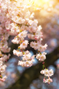 Bild-Nr: 12944309 Kirschblüten an Zweigen im goldenen Morgenlicht  Erstellt von: Smileus