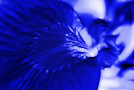 Bild-Nr: 10019045 Iris Erstellt von: Atteloi