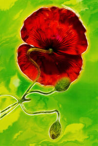 Bild-Nr: 10094984 Mohnblume Erstellt von: Atteloi