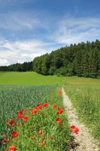 Bild-Nr: 10104452 Mohn am Wegrand Erstellt von: SusaZoom