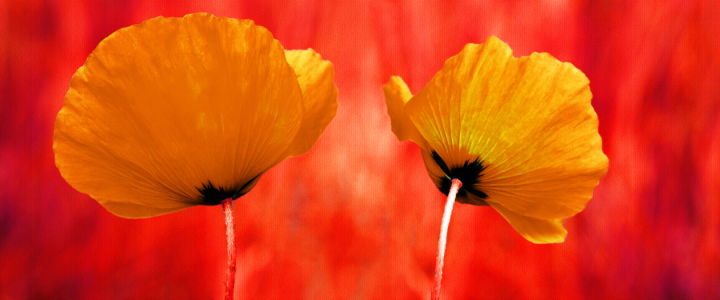 Bild-Nr: 10129484 Mohnblumen Erstellt von: Atteloi