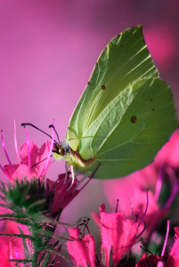 Bild-Nr: 10134238 Zitronenfalter Erstellt von: Atteloi