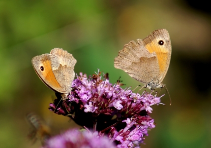 Bild-Nr: 10284949 Two Eyes Erstellt von: youhaveadream