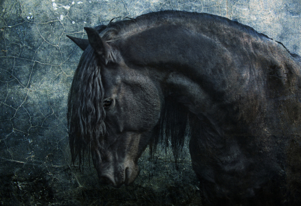 Bild-Nr: 10363825 Black Frisian Stallion Erstellt von: Vereinigung-Emotional-Expressionisten