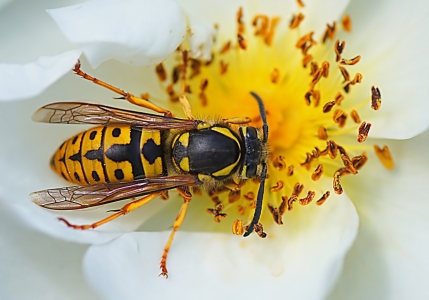 Bild-Nr: 10524863 Erst Foto, dann Stich... :-) Erstellt von: youhaveadream