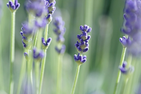 Bild-Nr: 10547475 Lavendre Erstellt von: youhaveadream