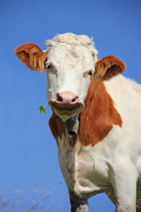 Bild-Nr: 10620288 Glückskuh Erstellt von: SusaZoom