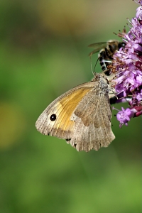 Bild-Nr: 10627372 Butterfly Erstellt von: youhaveadream