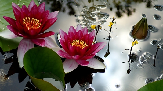 Bild-Nr: 10642154 Water Lilies Erstellt von: youhaveadream