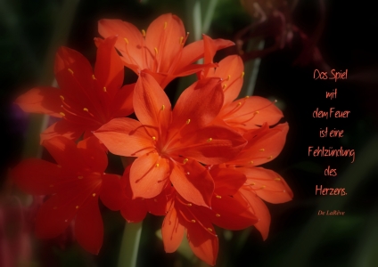 Bild-Nr: 10649588 Feuerlilien Erstellt von: youhaveadream