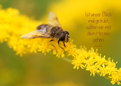 Bild-Nr: 10659194 Augenpuder Erstellt von: youhaveadream