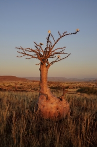 Bild-Nr: 10696177 Flaschenbaum Erstellt von: Gerhard726
