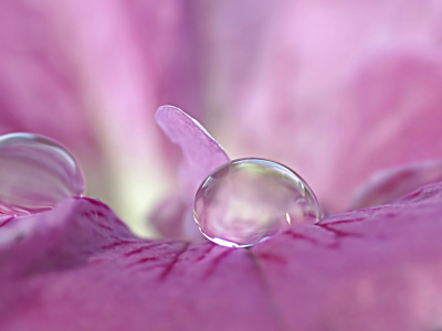 Bild-Nr: 10717275 Rosa Blüte Erstellt von: youhaveadream