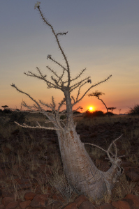 Bild-Nr: 10717277 Flaschenbaum (Pachypodium lealii) Erstellt von: Gerhard726
