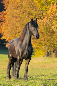 Bild-Nr: 10731911 Friese im Herbst Erstellt von: Martina Grebler