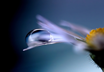 Bild-Nr: 10757779 Another Daisy Erstellt von: youhaveadream