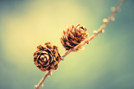 Bild-Nr: 10817293 Zapfen Erstellt von: r3novatio