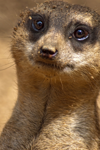 Bild-Nr: 10897396 Erdmännchen  Erstellt von: FotoRaBe