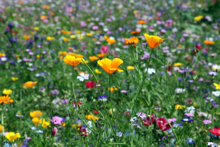 Bild-Nr: 10987014 Wildblumenwiese Erstellt von: Renate Knapp