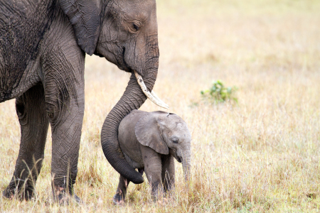 Bild-Nr: 11199356 Mutterliebe Erstellt von: Angelika Stern