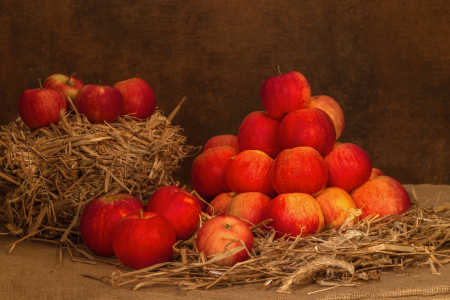 Bild-Nr: 11233936 Apfelernte Erstellt von: HeschFoto