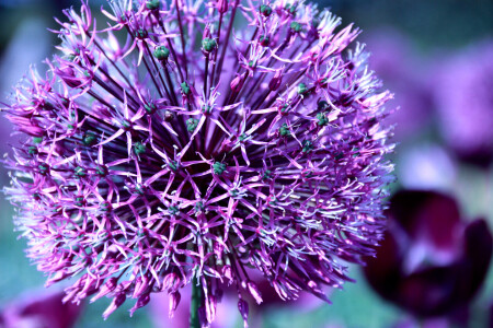 Bild-Nr: 11247890 LI LA LU Erstellt von: natur4you